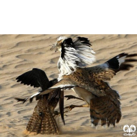 گونه هوبره Macqueenii Bustard